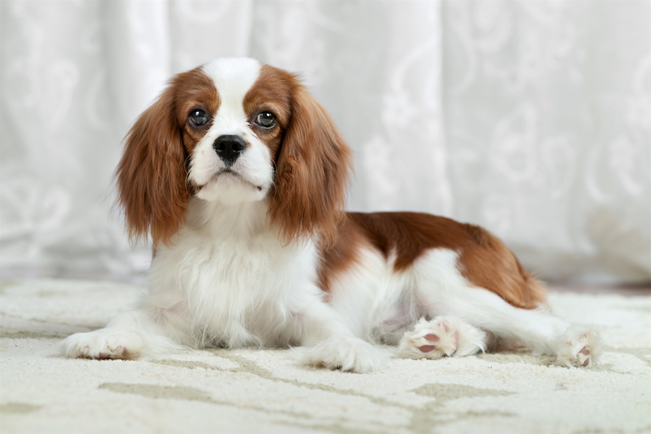 Cute Cavalier King Charles Spaniel sitting pose with white curtain