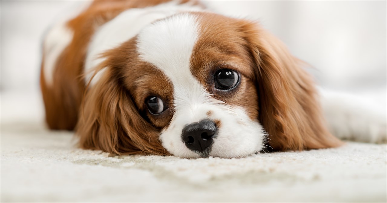 Cavalier King Charles Spaniel posing indoor with head on the floor