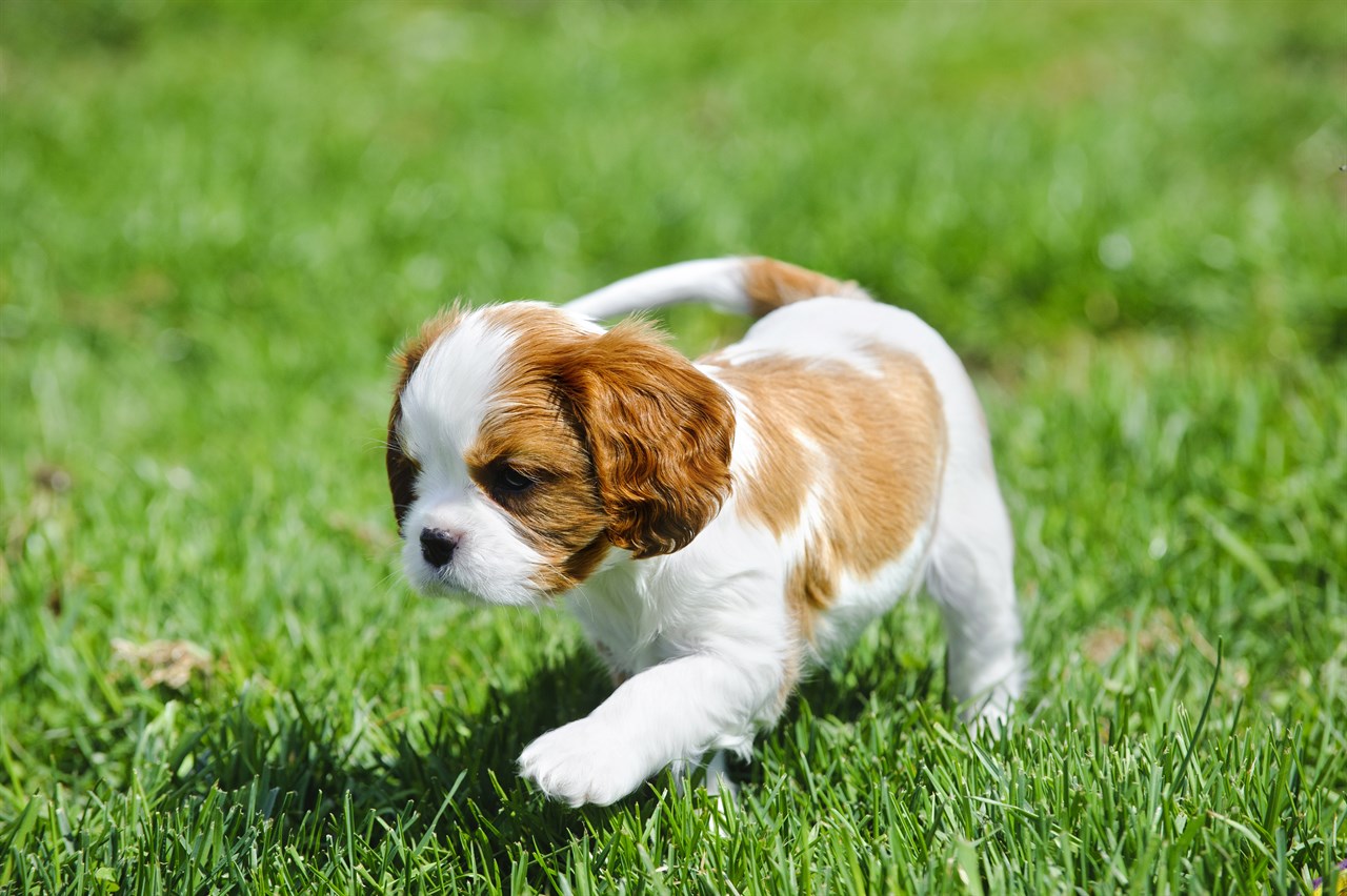 Cavalier King Charles Spaniel Puppy playing on green grass