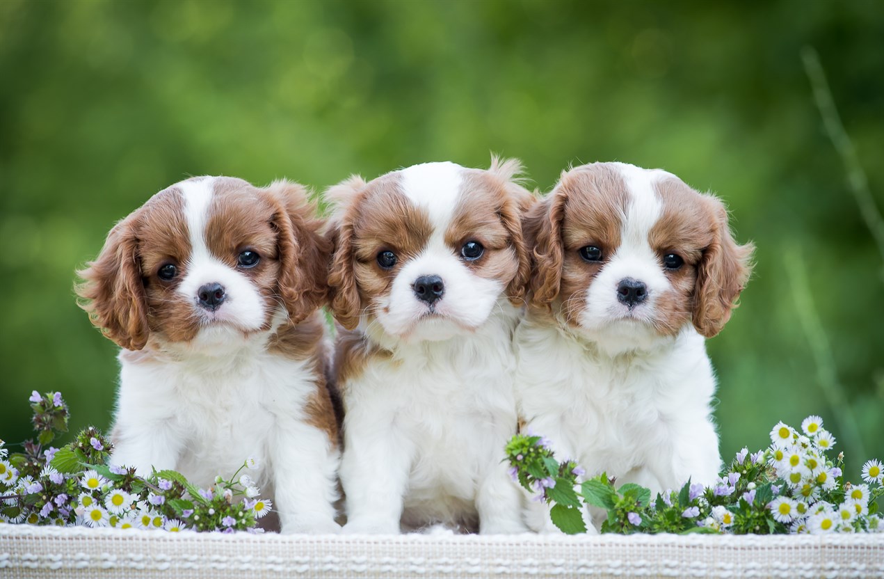 A litter of Cavalier King Charles Spaniel Puppy standing on flower patch