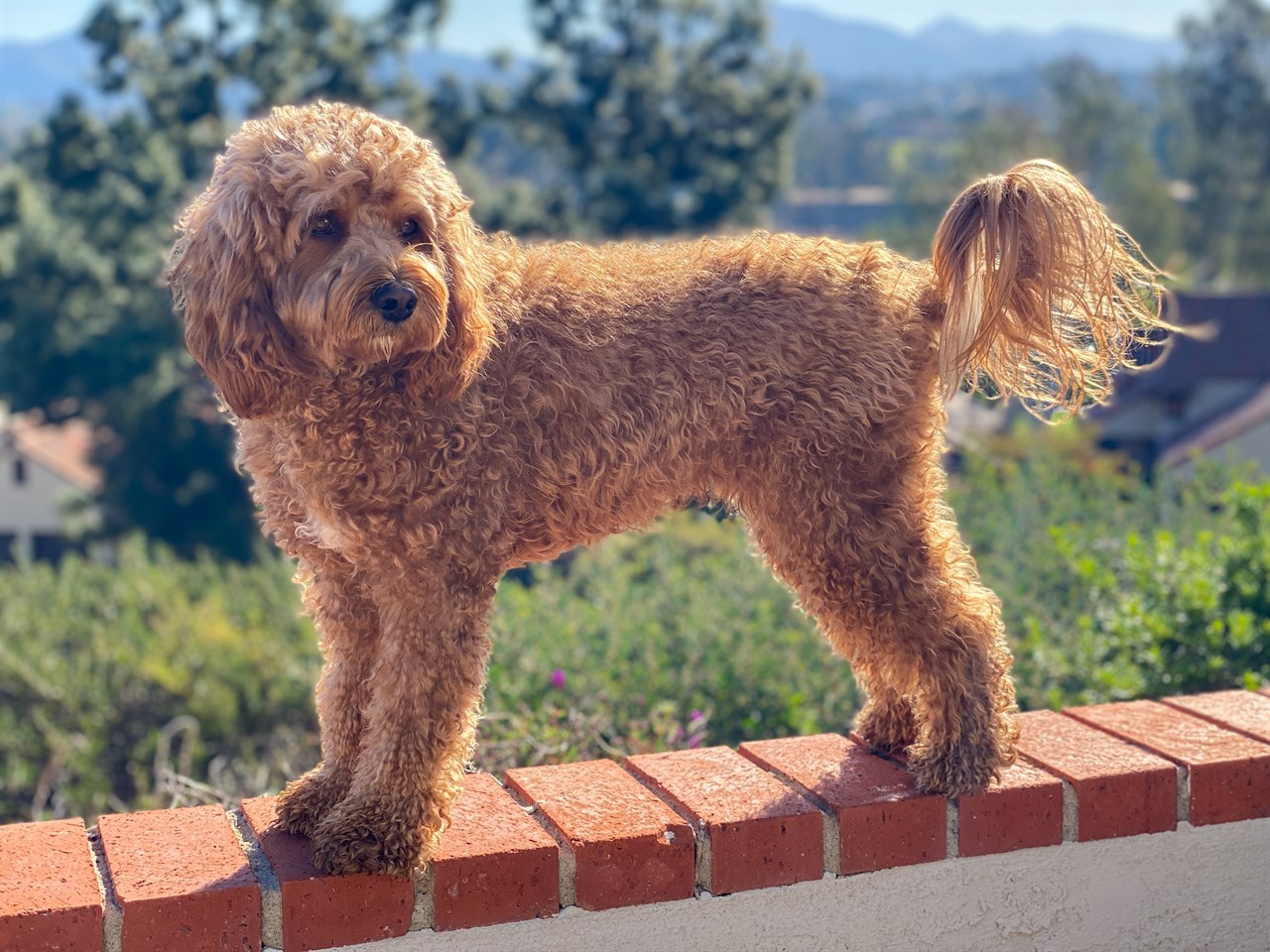 Chocolate Cavoodle Dog standing on a brick ledge