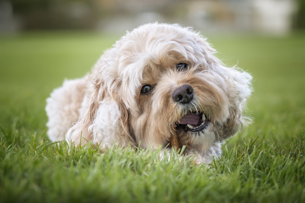 Close up view of Cavoodle Dog smiling towards camera