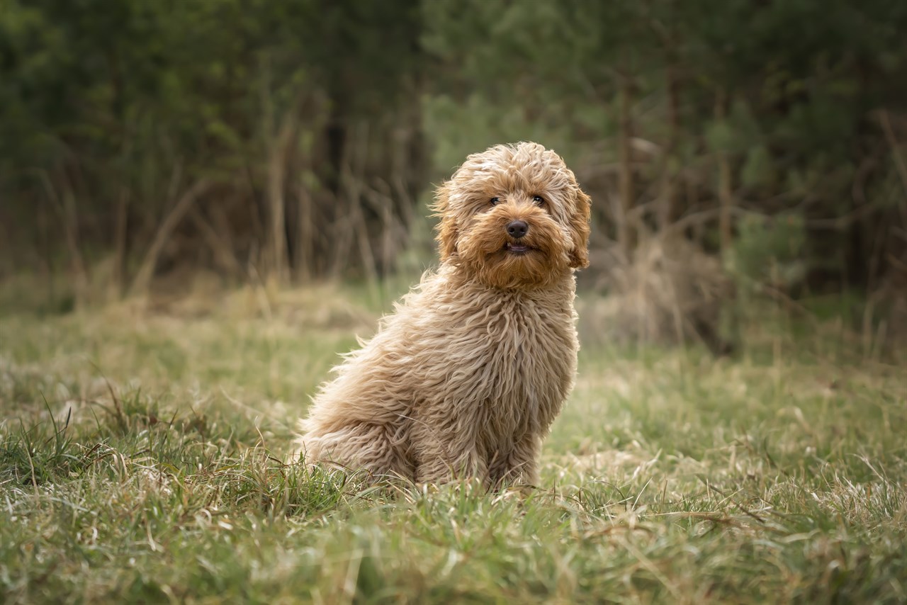 Beige Cavoodle Dog standing on dry field