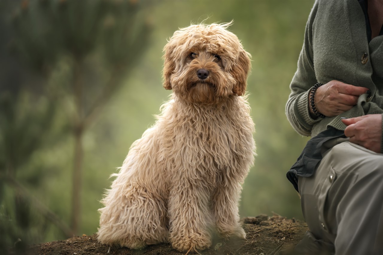 Cavoodle Dog standing on tree log next to owner