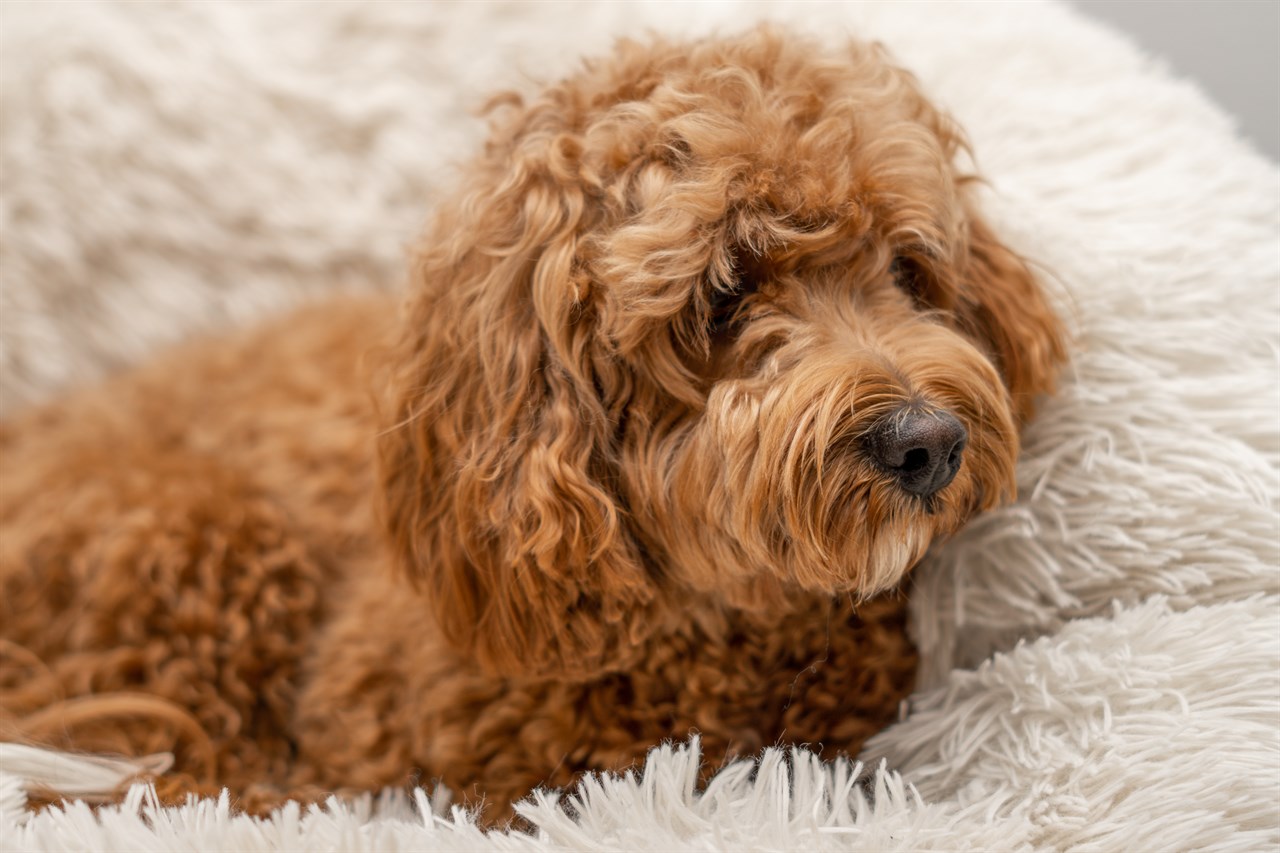 Cavoodle Puppy lying on the dog bed