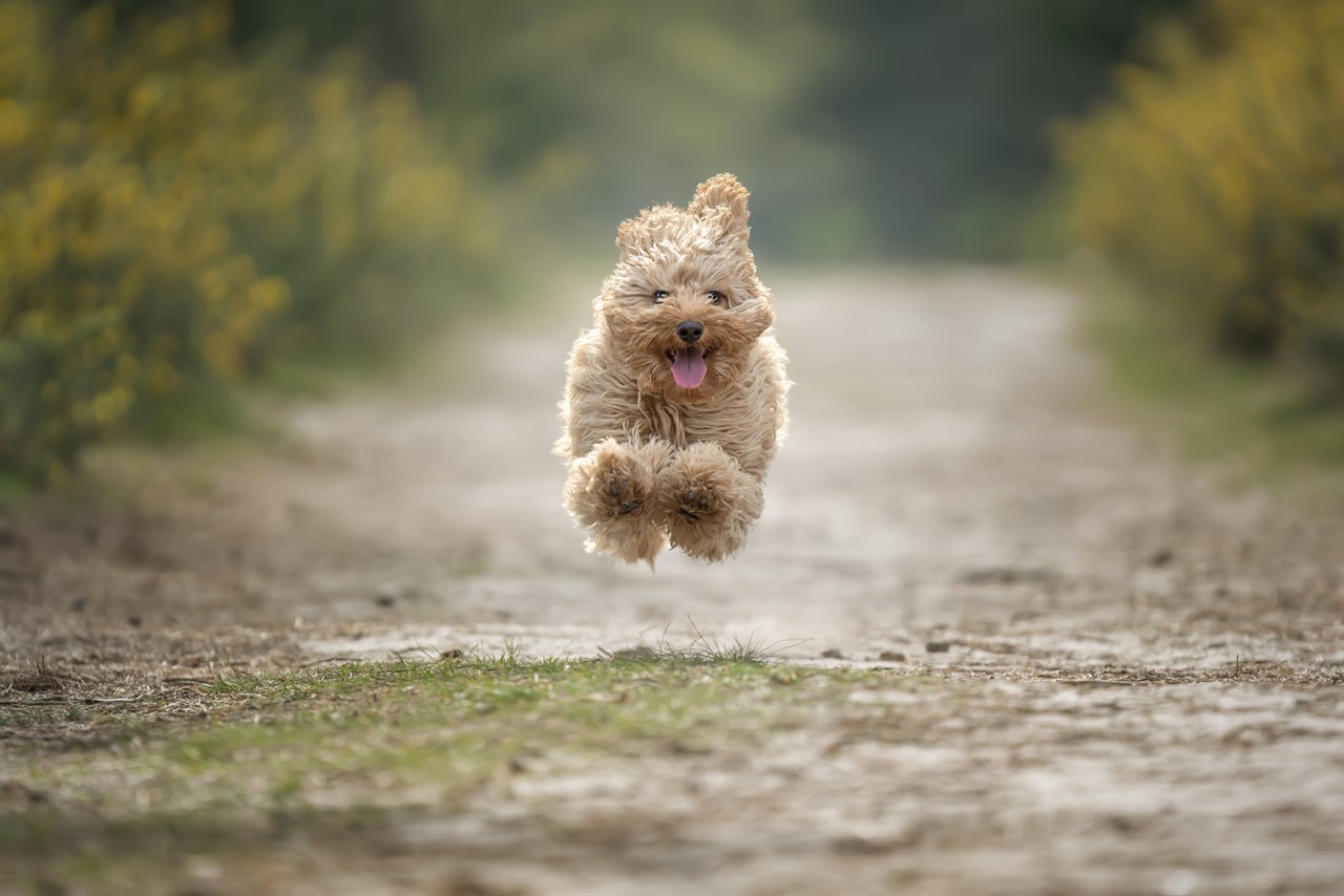 Overjoyed Cavoodle Puppy sprinting towards camera