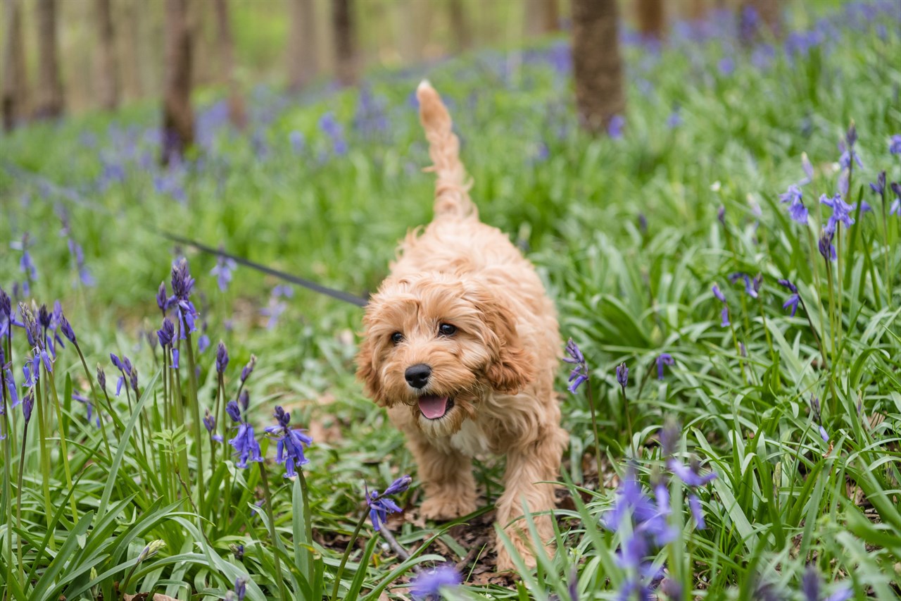 Cavoodle Puppy having a walk in the woods with purple flower