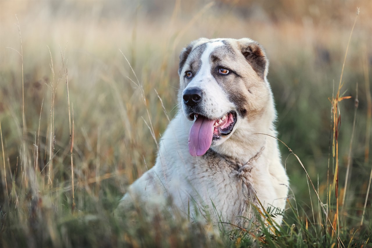 Central Asian Shepherd standing on tall dry grass field