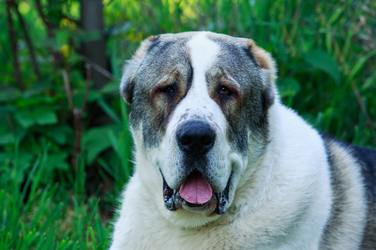 Close up view of Central Asian Shepherd Dog face