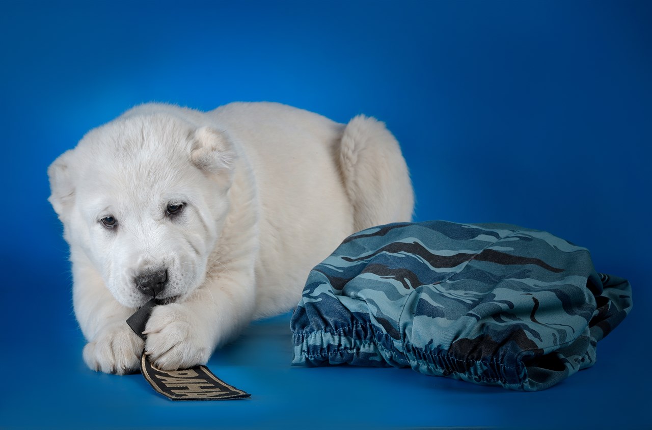 White Central Asian Shepherd Puppy playing with name patch