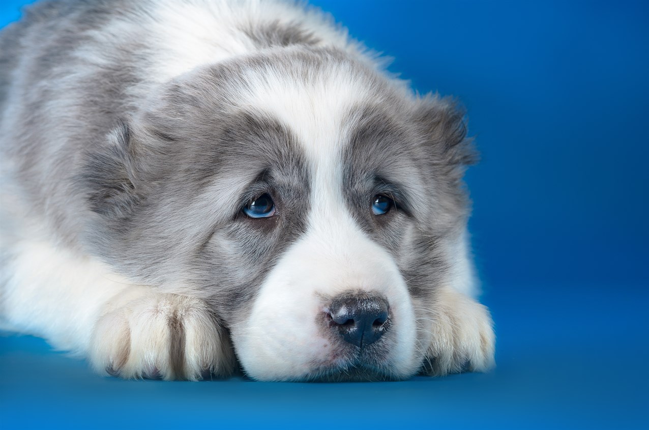 Cute Central Asian Shepherd Puppy putting head on the floor looking up