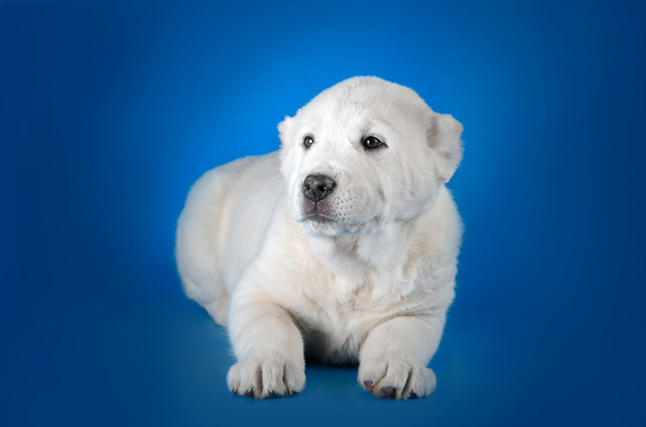 Aesthetic shot of Central Asian Shepherd Puppy