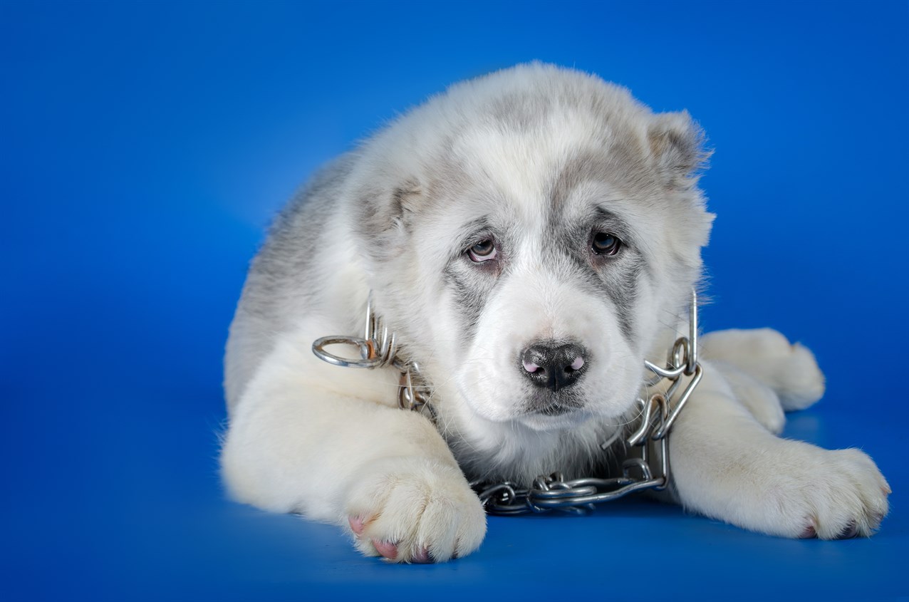 Central Asian Shepherd Puppy wearing silver chain colar with blue background