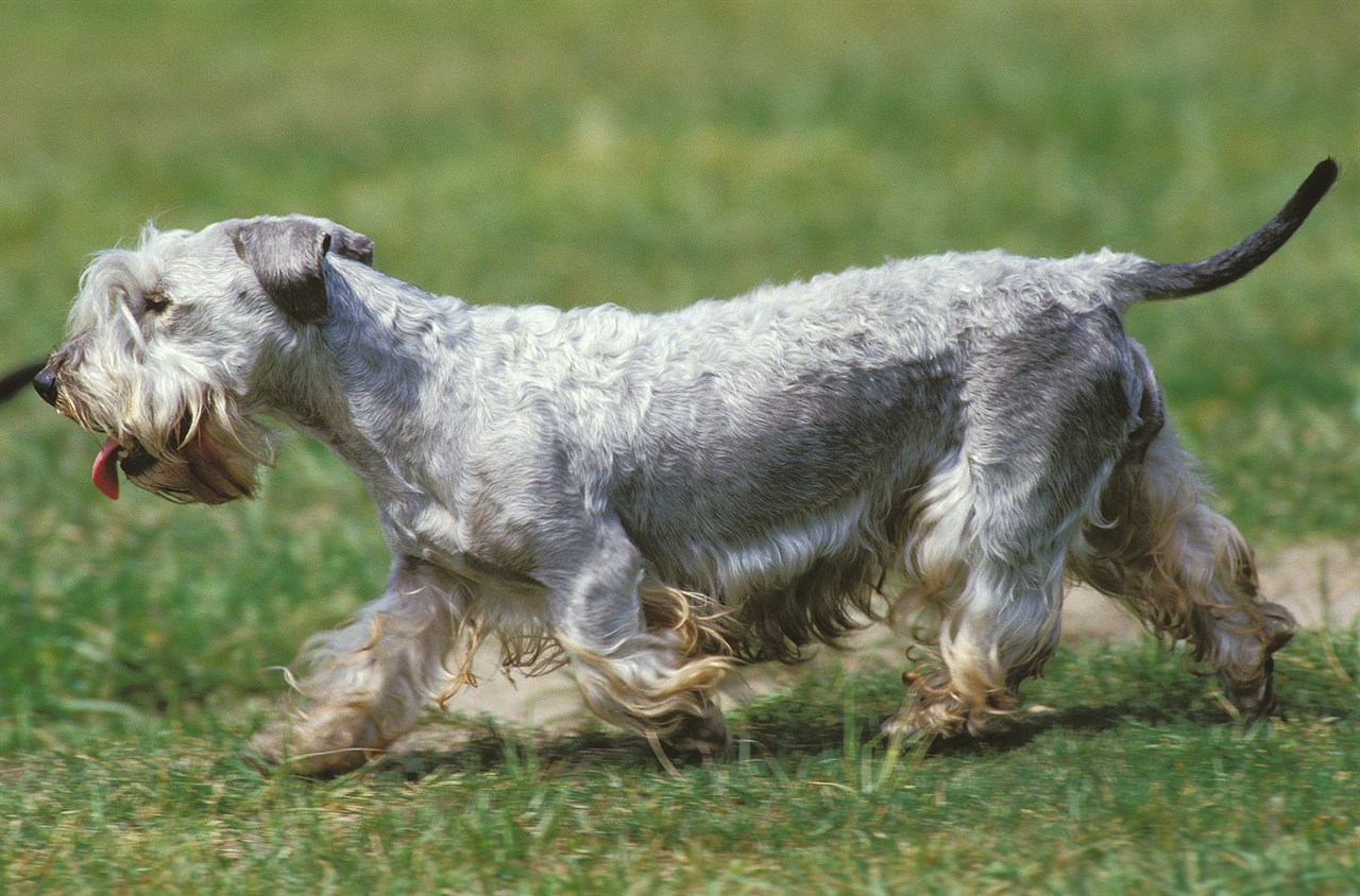 Cesky Terrier running on green grass field