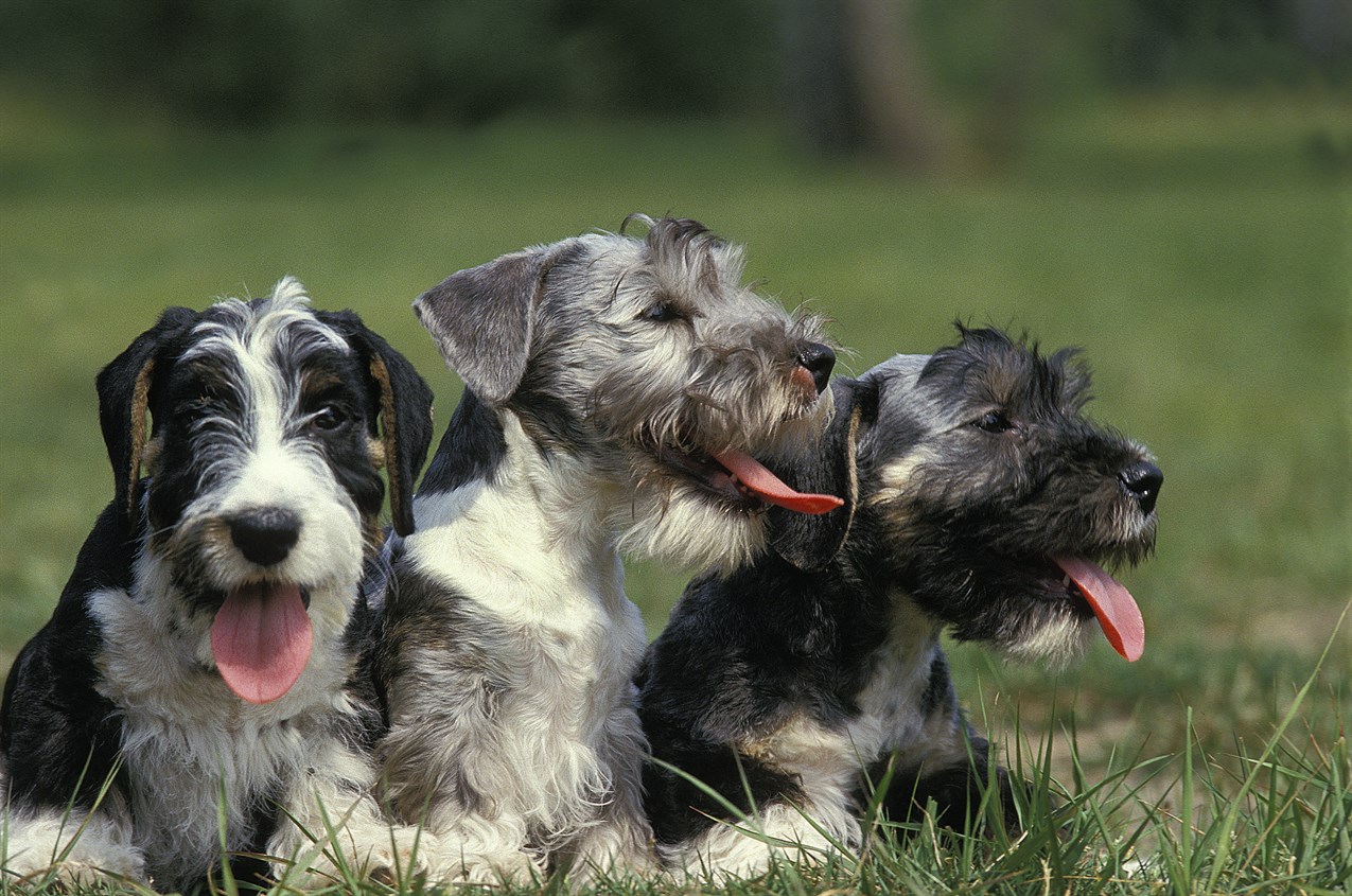 Three Cesky Terrier Enjoying outdoor with tongue sticking out