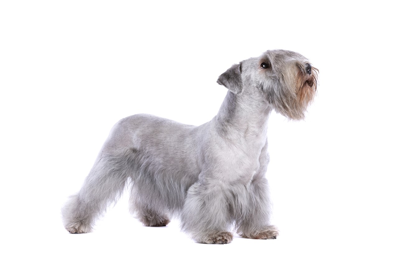 Well groomed Cesky Terrier posing with white background looking up