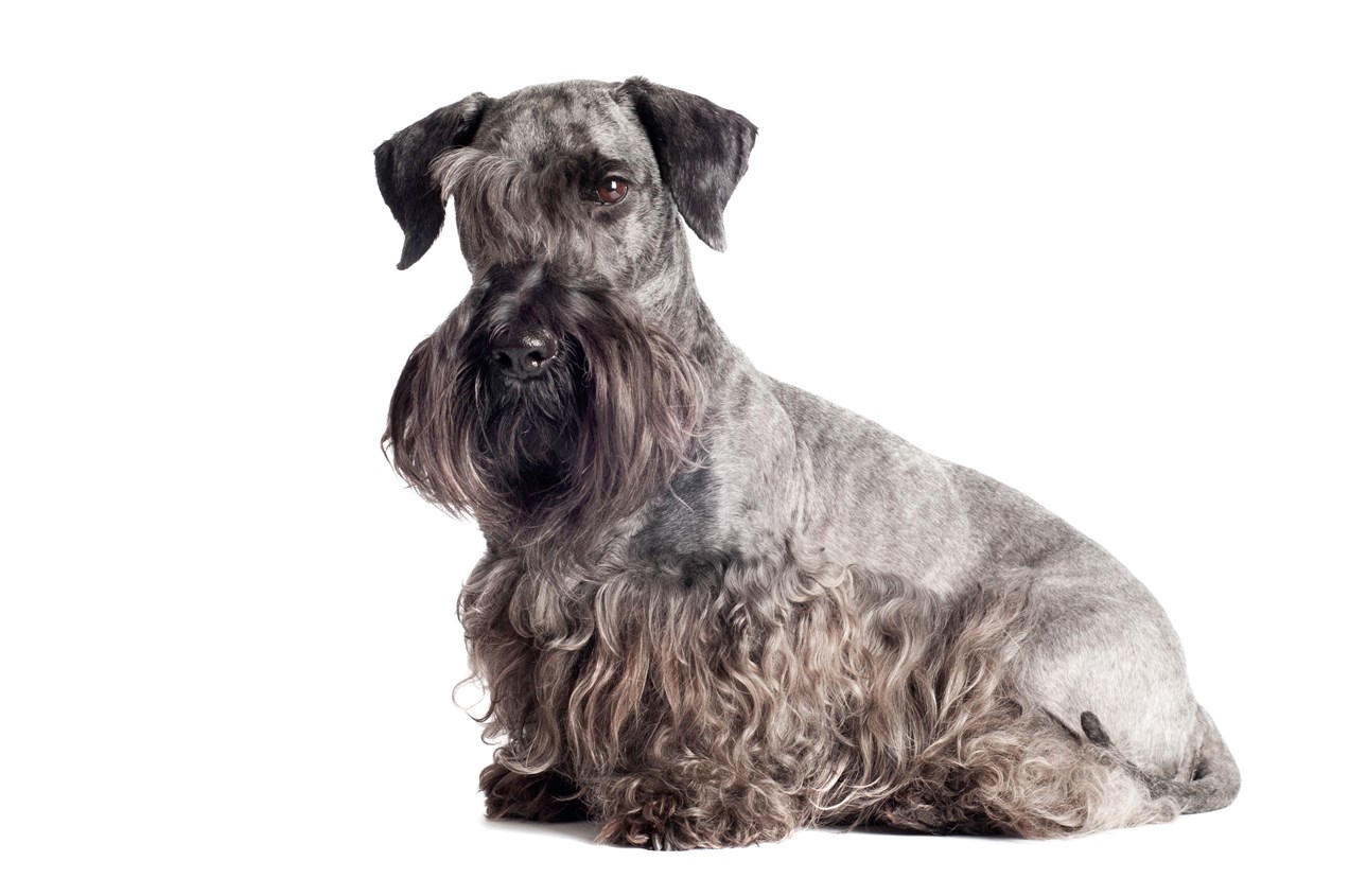 Grey Cesky Terrier looking at camera in studio standing