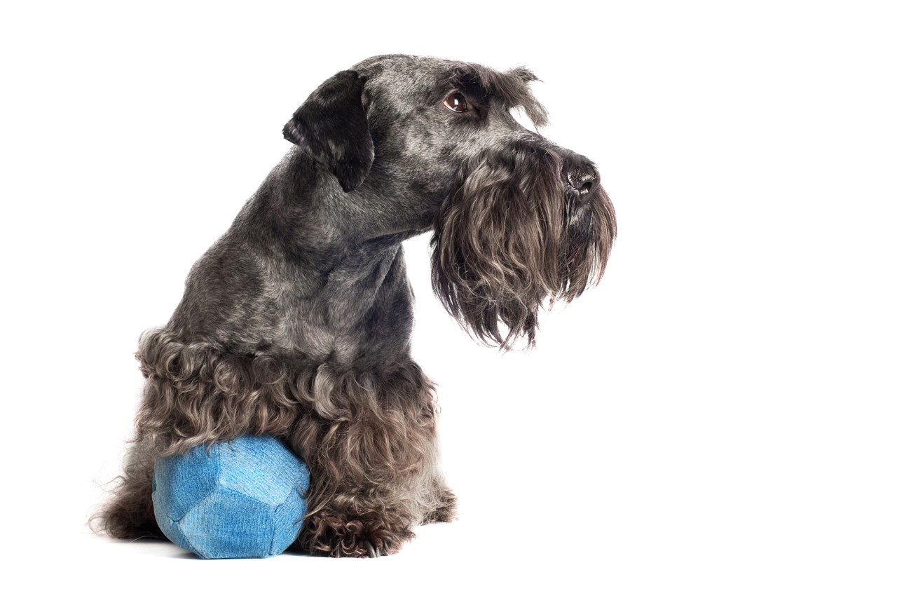 Grey Cesky Terrier Dog playing with blue ball