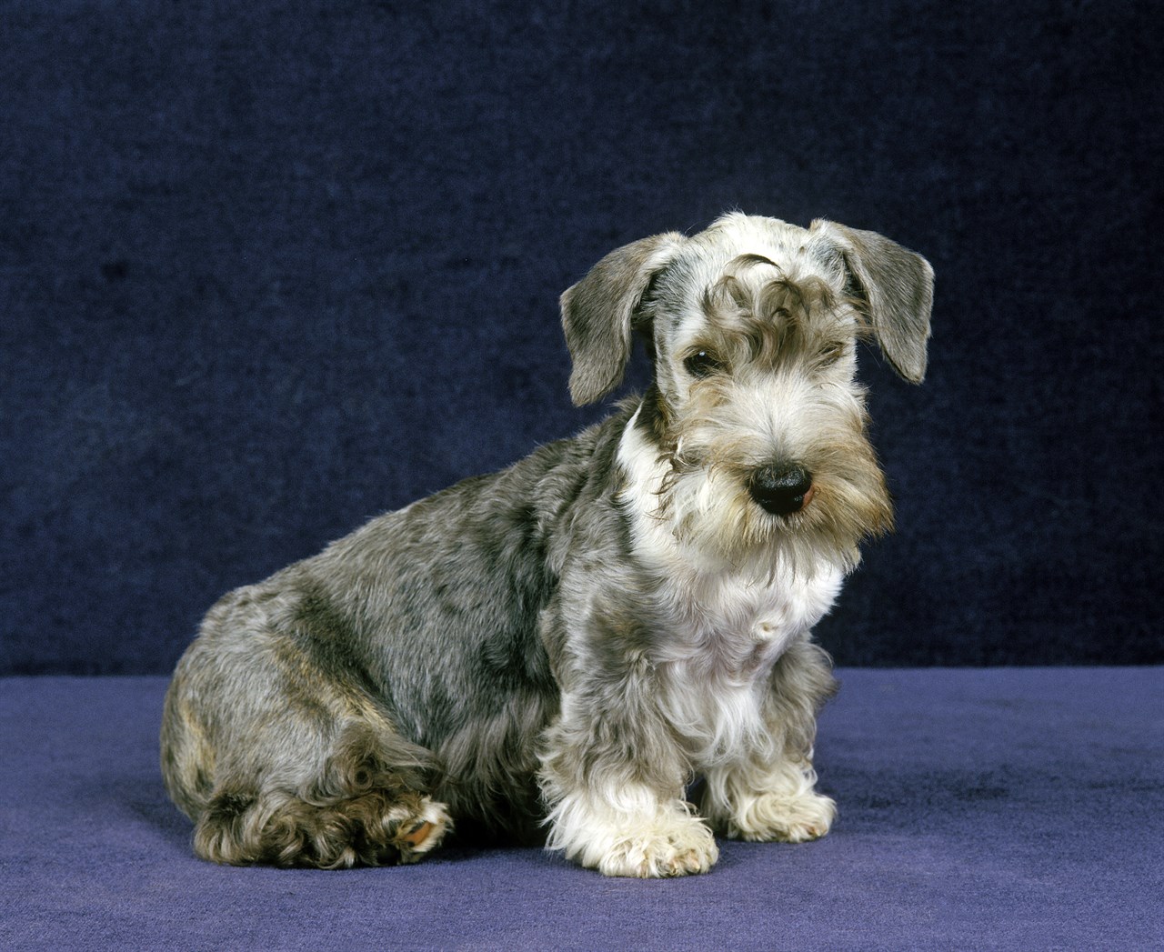 Side view of Cesky Terrier Puppy standing on velvet blue background