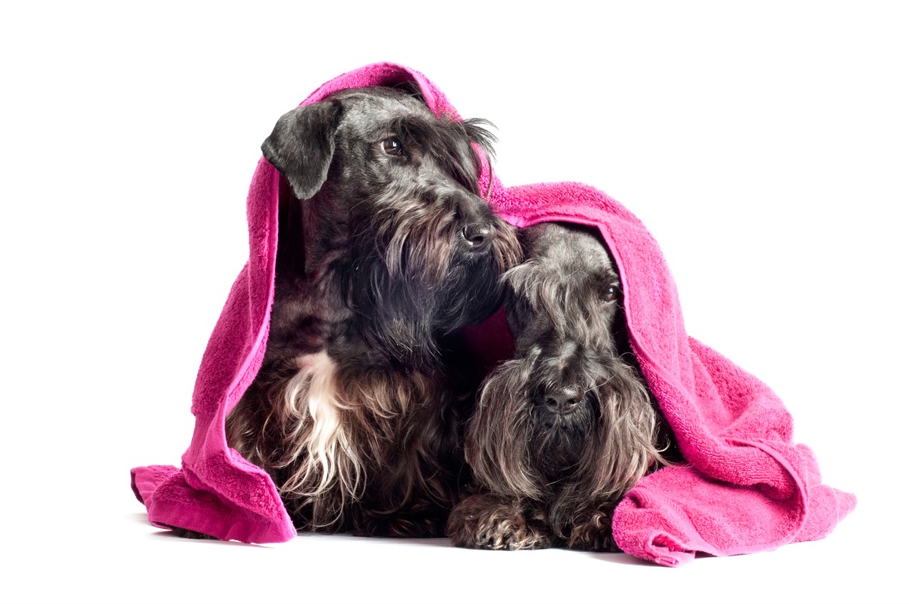 Two Cesky Terrier Puppy covered with pink towel