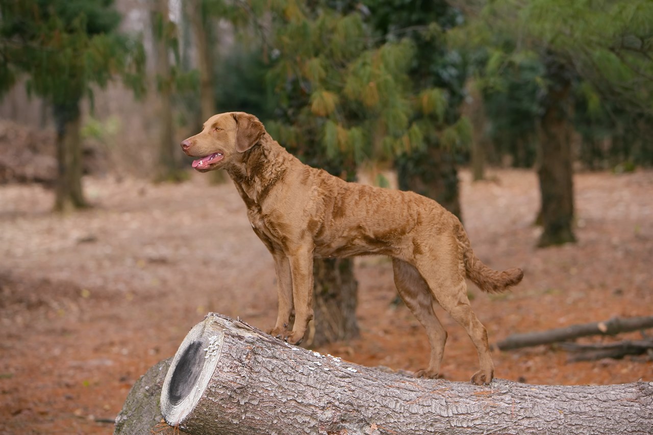 Chesapeake Bay Retriever standing on tree log in the woods