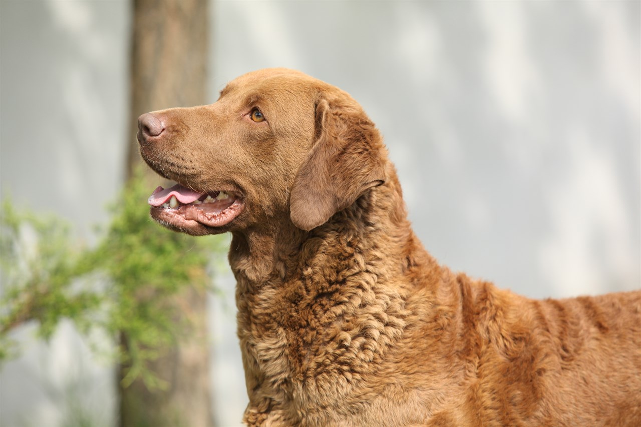 Close up side view of Chesapeake Bay Retriever Dog