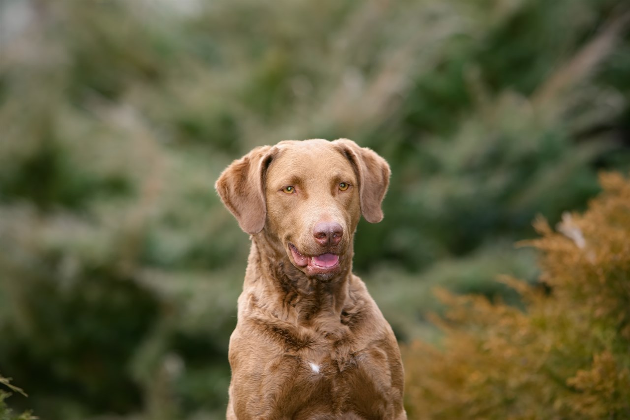 Chesapeake Bay Retriever enjoying outdoor in the woods