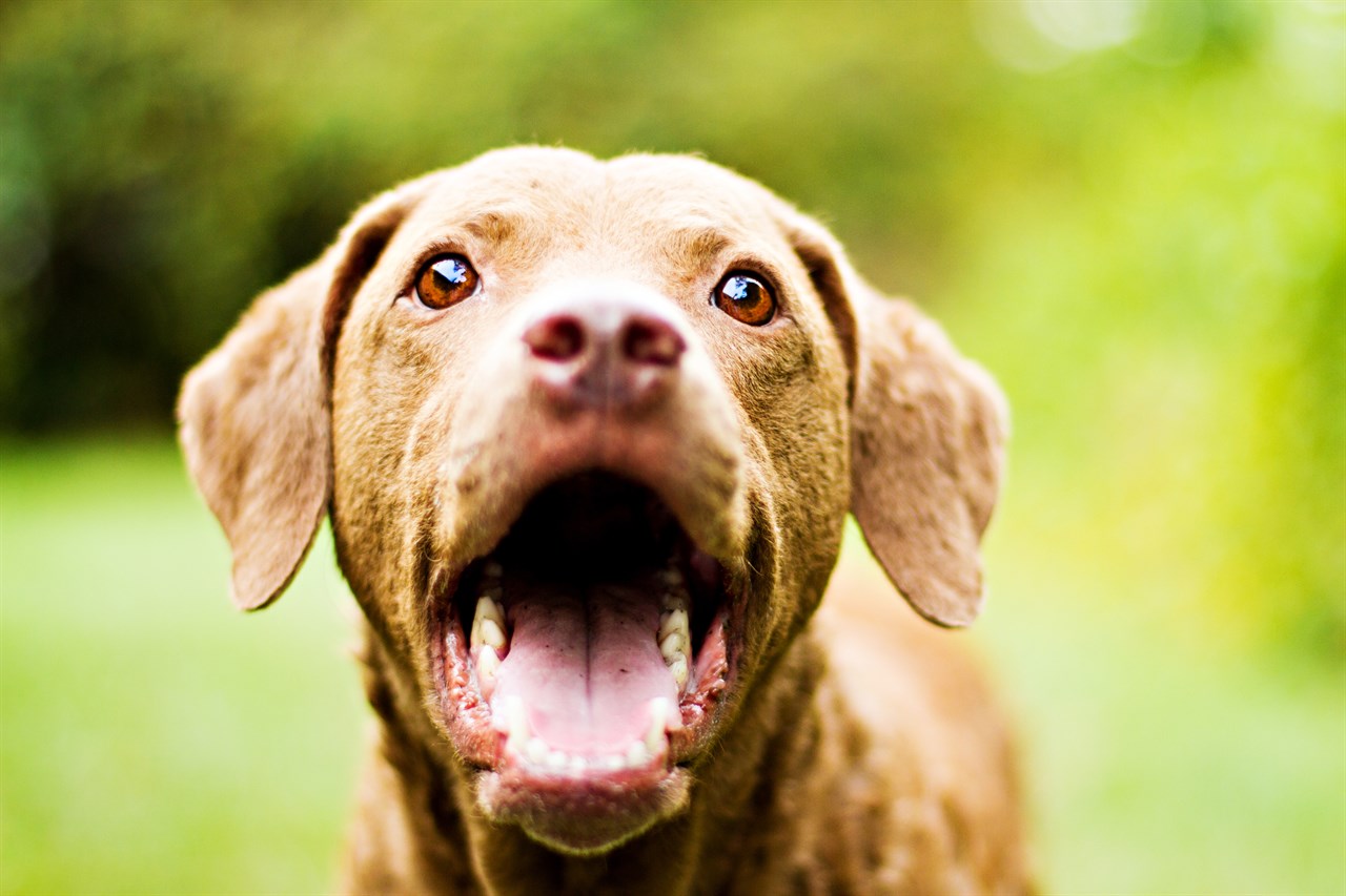 Close up view of Chesapeake Bay Retriever smiling wide towards camera