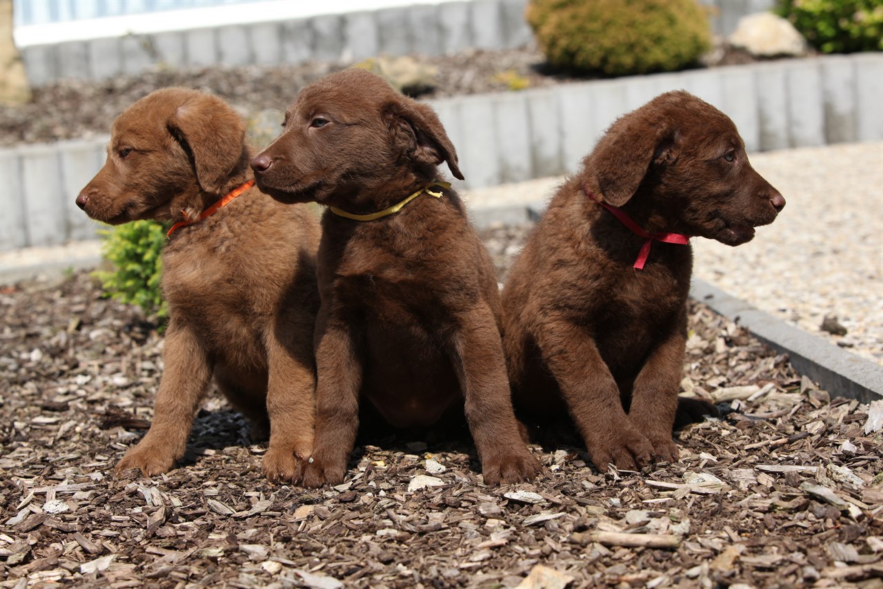 Three Chesapeake Bay Retriever Puppy playing on flower raised bed