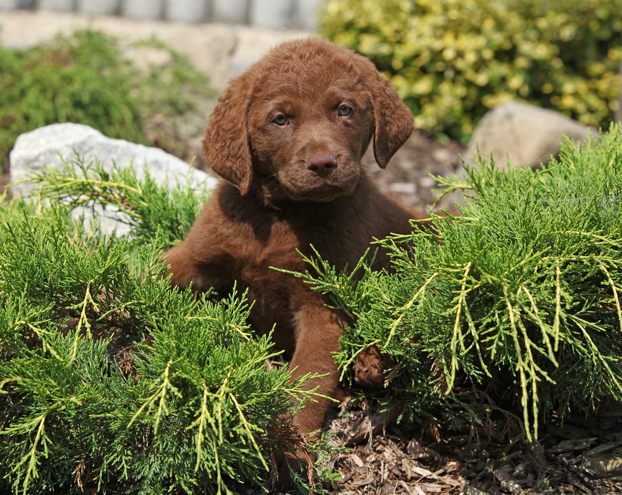 Playful Chesapeake Bay Retriever Puppy playing in short pine tree