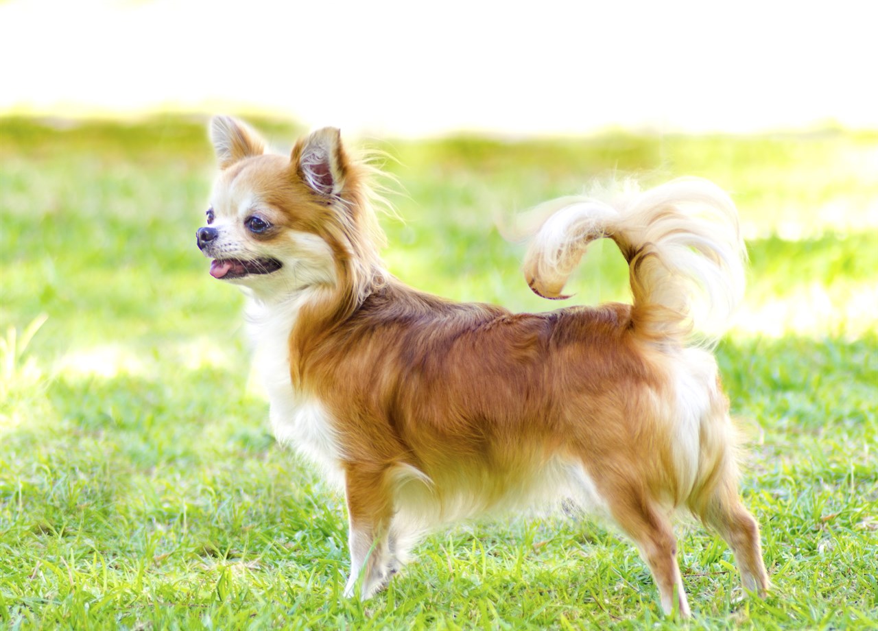 Chihuahua Long Coat standing on green grass outdoor