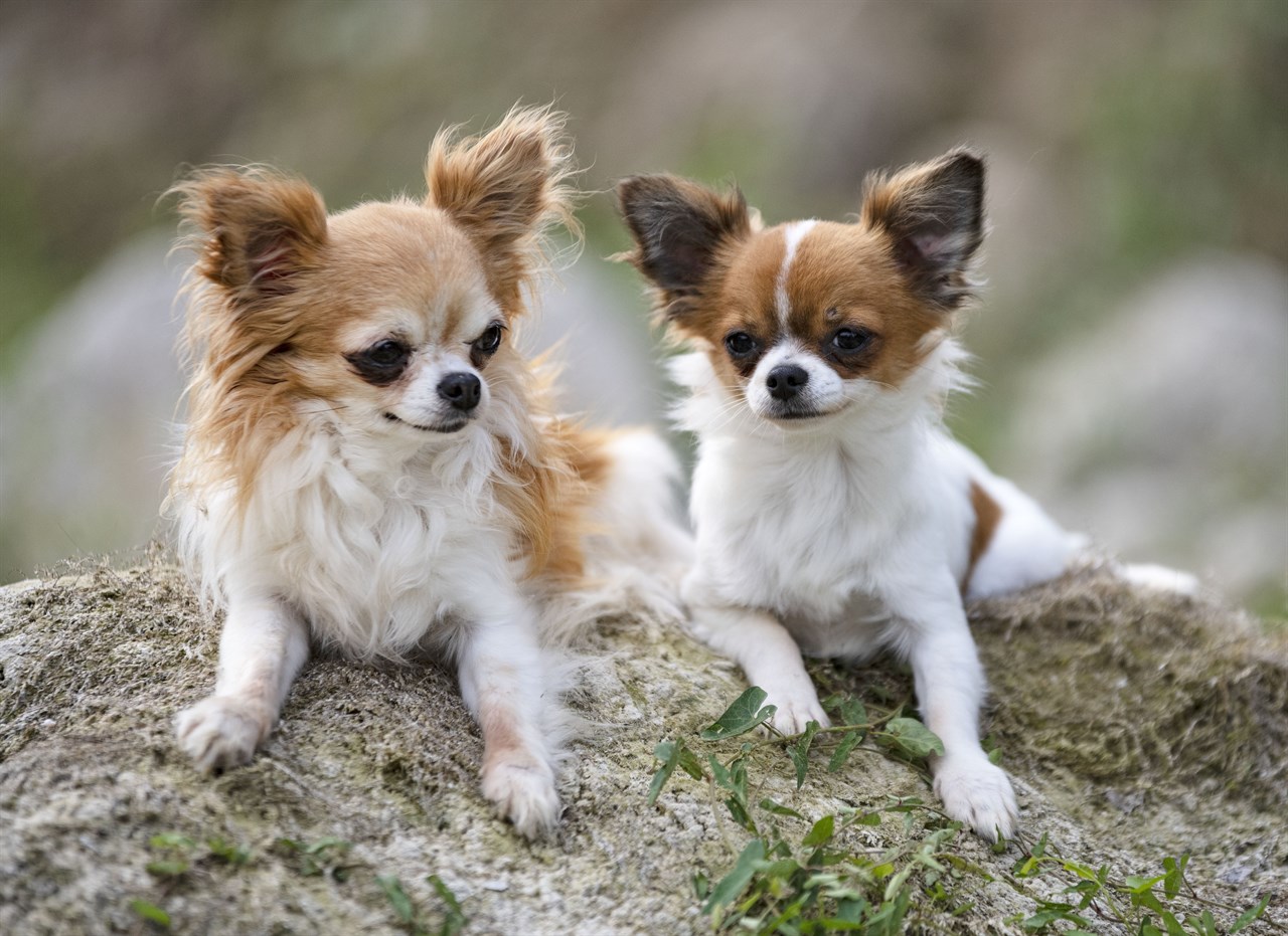 Two Chihuahua Long Coat sitting on grass covered boulder