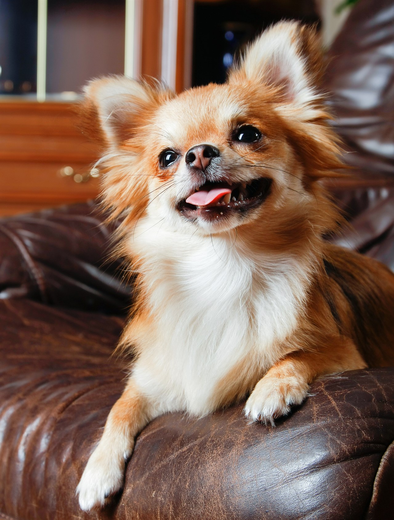 Happy Chihuahua Long Coat sitting on brown leather couch smiling