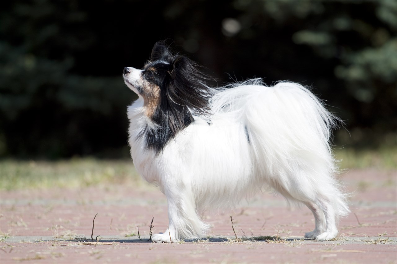 Side view of Chihuahua Long Coat Dog standing on dirt ground