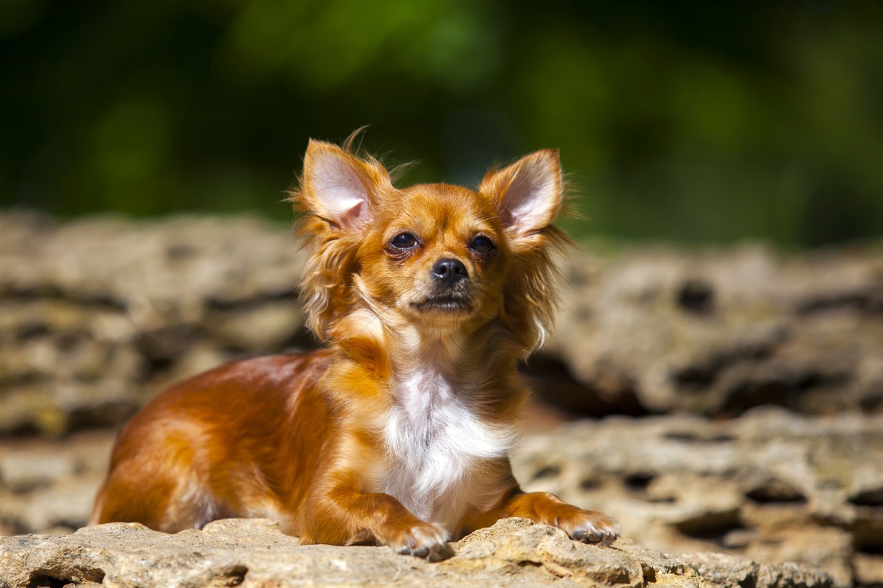 Chihuahua Long Coat sitting on rock ground