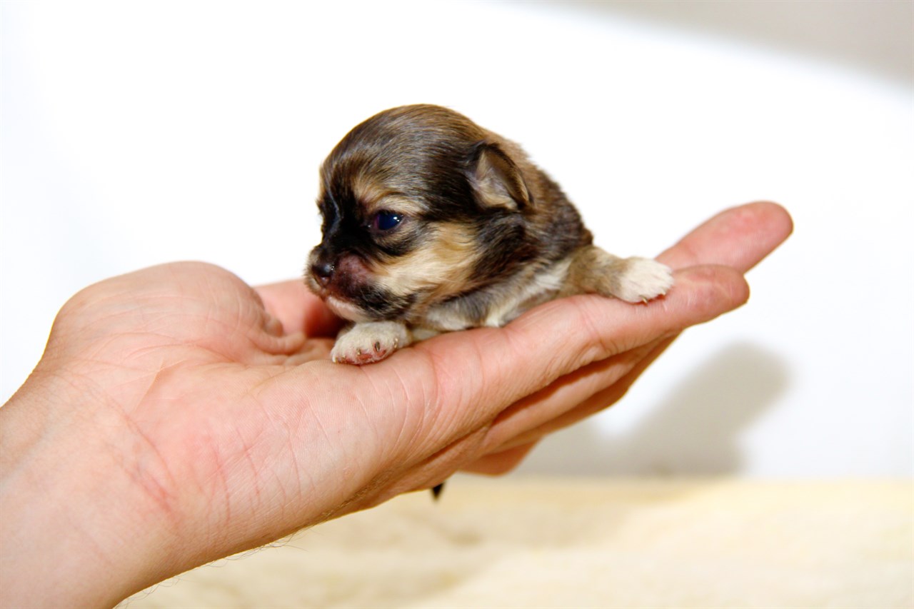 Tiny Chihuahua Long Coat Puppy sitting on woman palm