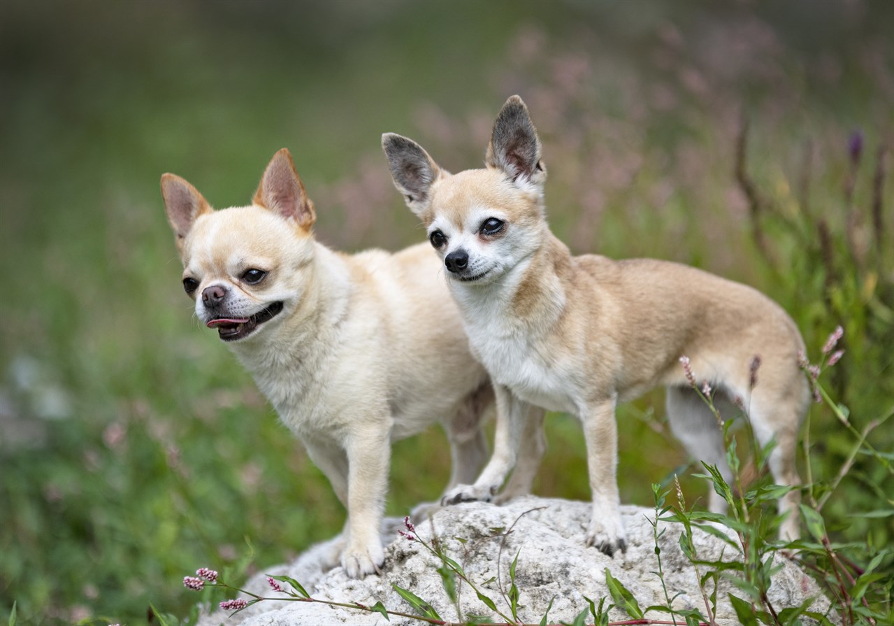 Two beige Chihuahua Smooth Coat standing on big rock together