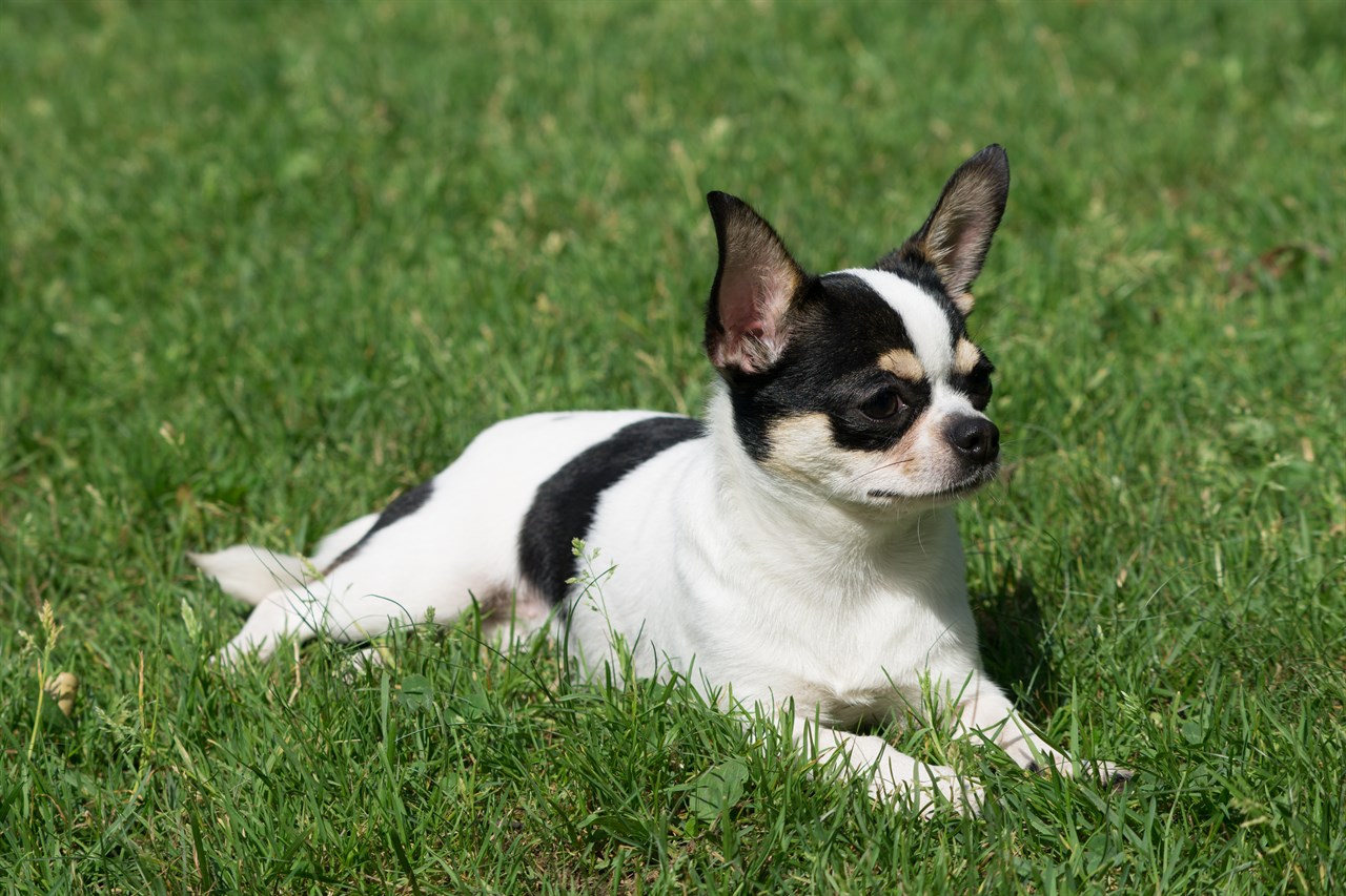 Chihuahua Smooth Coat lying on green grass