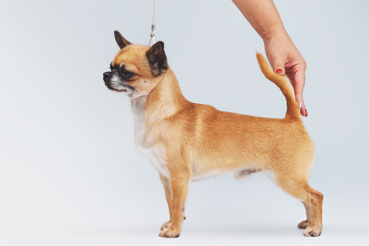 Chihuahua Smooth Coat Dog standing in photo studio