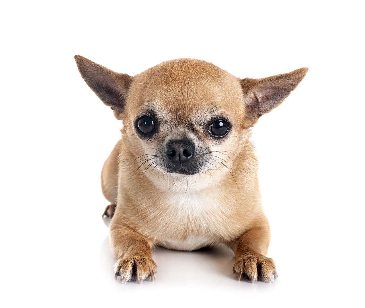 Front view of Chihuahua Smooth Coat with white background