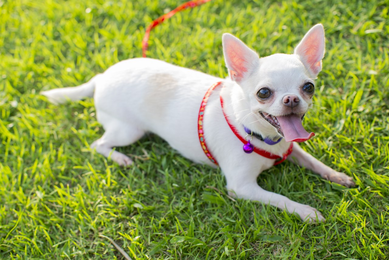 White Chihuahua Smooth Coat sitting on green grass with red leash