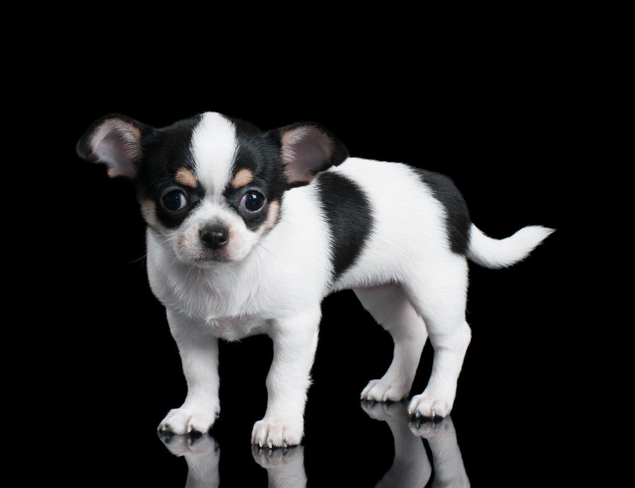 Cute Chihuahua Smooth Coat Puppy standing with black bacground