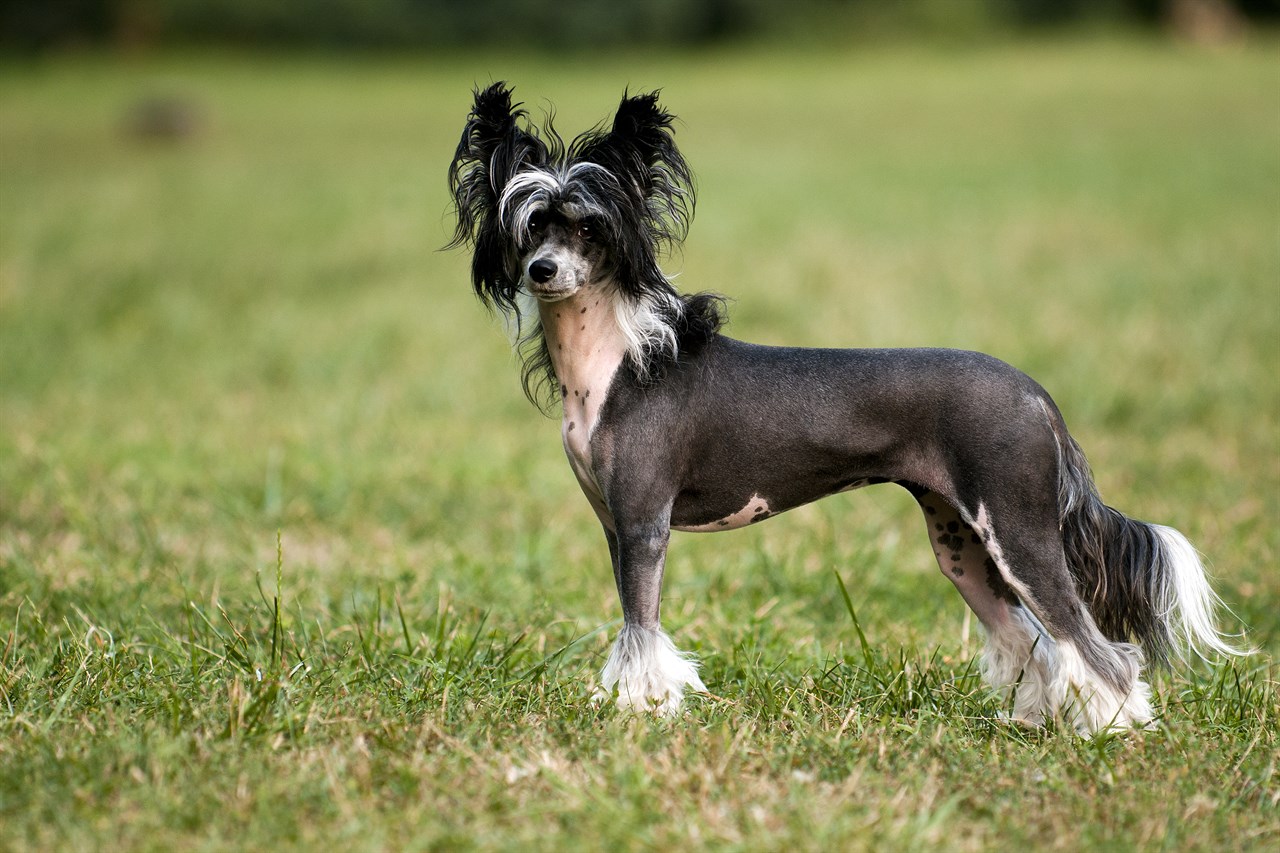 Black and white Chinese Crested Dog standing on green grass field