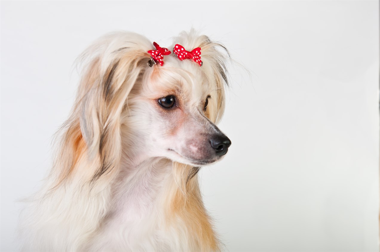 Female Chinese Crested wearing 2 red hair clip