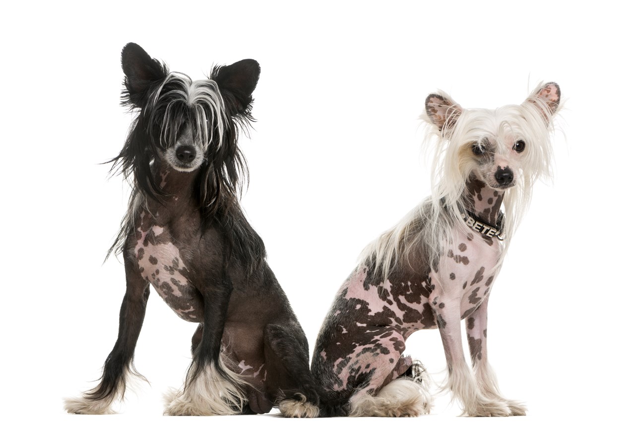 Two Chinese Crested Dog standing side by side