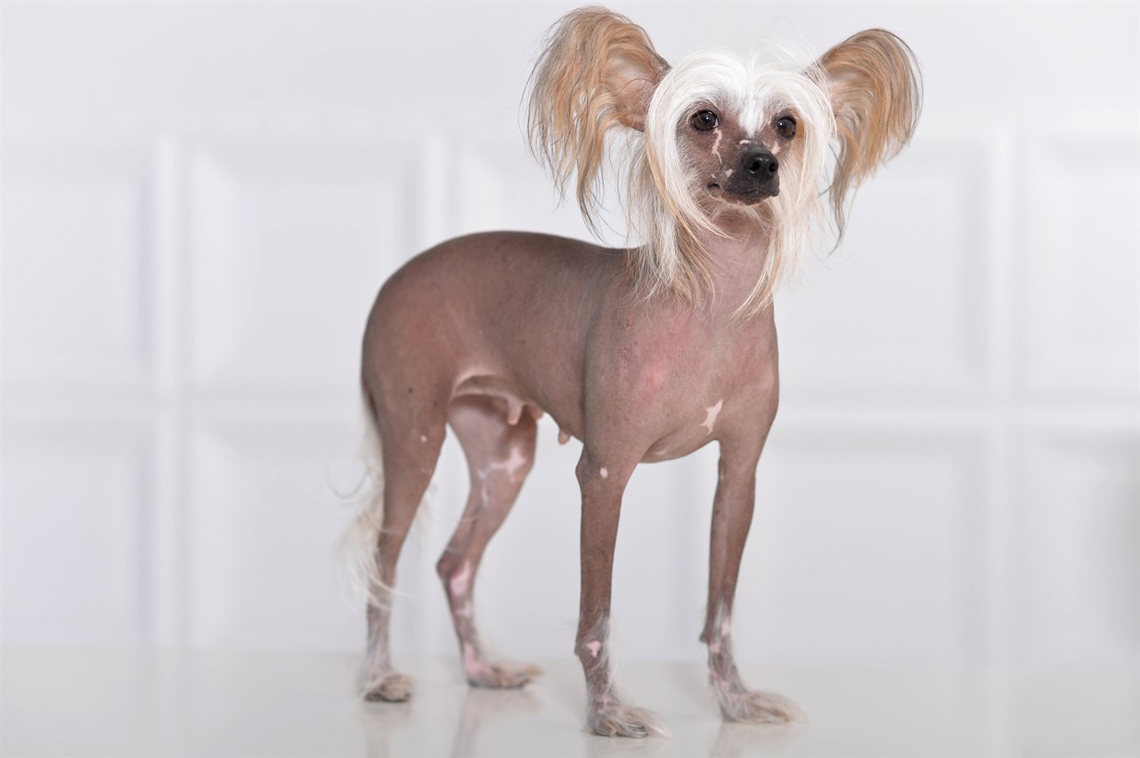 Chinese Crested Dog standing on white marble floor