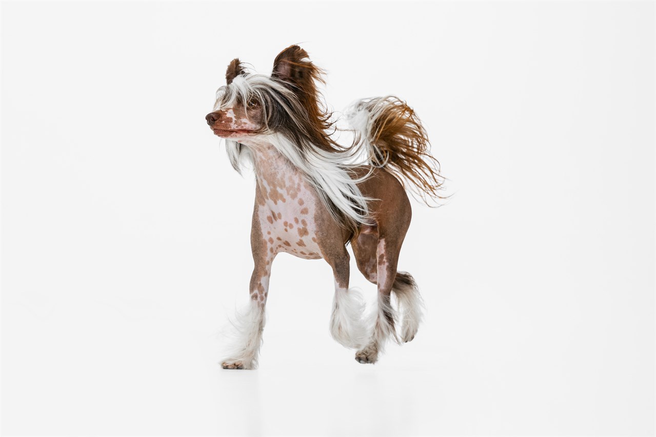 Aesthetic photo of Chinese Crested Dog