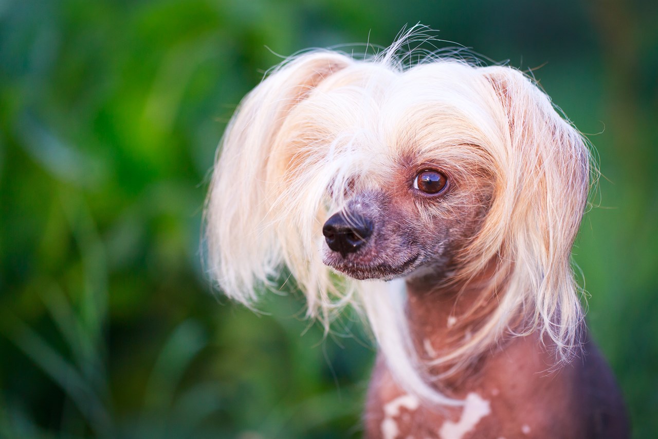 Focused view of Chinese Crested face