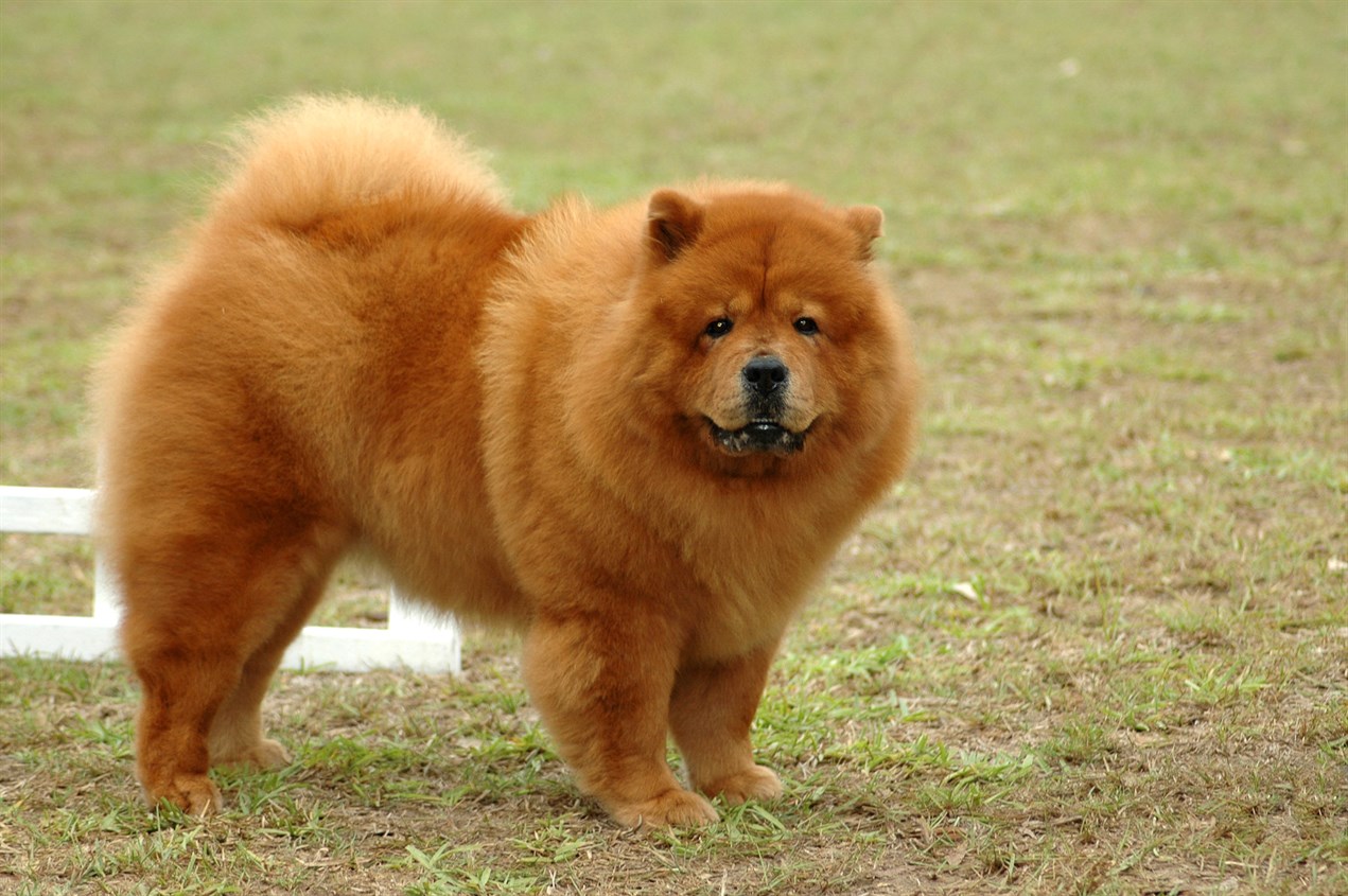 Chow Chow Dog standing on patchy green grass