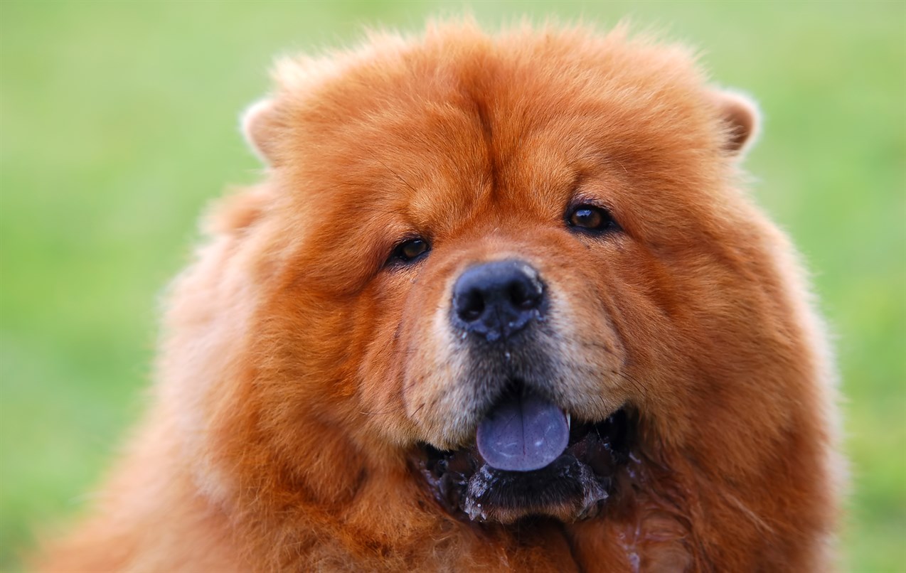 Close up view of Chow Chow Dog face